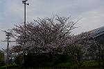Dcim12136/DSC_2297