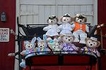 Dcim12238/DSC_5933