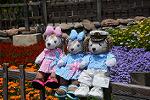 Dcim12251/DSC_7594
