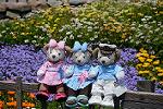 Dcim12251/DSC_7598