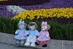 Dcim12257/DSC_8537