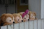 Dcim12356/DSC_9804