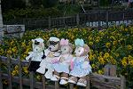 Dcim12478/DSC_3911