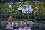 Dcim12478/DSC_3915