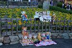 Dcim12478/DSC_3923