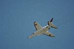 Dcim12683/DSC_8621