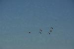 Dcim12685/DSC_9084