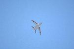 Dcim12687/DSC_8782