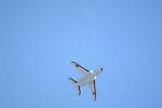Dcim12687/DSC_8783