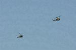Dcim12693/DSC_9351