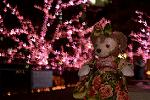 Dcim12911/DSC_6861