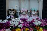 Dcim13136/DSC_3481