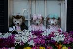 Dcim13136/DSC_3482