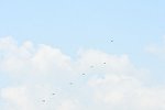 Dcim15403/DSC_9533