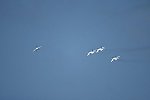 Dcim15482/DSC_7798