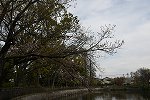 Dcim16077/DSC_6088