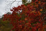 Dcim16159/DSC_3077