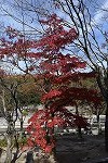 Dcim16318/DSC_0426