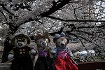 Dcim16420/DSC_0307