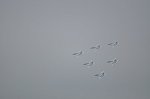 Dcim16830/DSC_7772