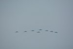 Dcim17312/DSC_2535