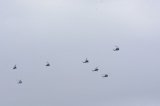 Dcim17604/DSC_4207