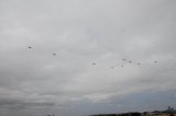 Dcim17608/DSC_1315