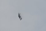 Dcim17894/DSC_2417