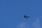Dcim17983/DSC_1516