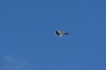 Dcim17983/DSC_1520