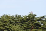 Dcim17990/DSC_2424