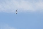 Dcim17991/DSC_2504
