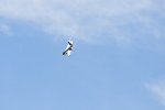 Dcim17991/DSC_2505