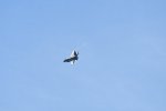 Dcim17991/DSC_2508