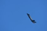 Dcim18008/DSC_3659