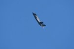 Dcim18008/DSC_3662