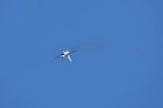 Dcim18013/DSC_4258