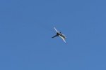 Dcim18013/DSC_4319