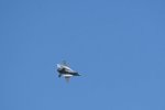 Dcim18014/DSC_4384