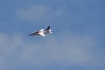 Dcim18093/DSC_2133