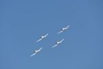 Dcim18094/DSC_2174
