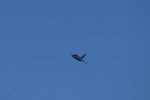 Dcim18212/DSC_2591