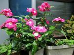 IMG_0007