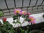 IMG_0036
