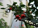 IMG_0040