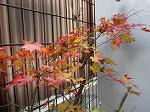 IMG_0047