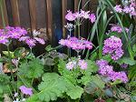 IMG_0051