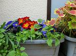 IMG_0055