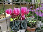 IMG_0061