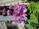 IMG_0084